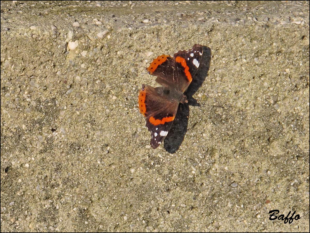 Vanessa atalanta e ?